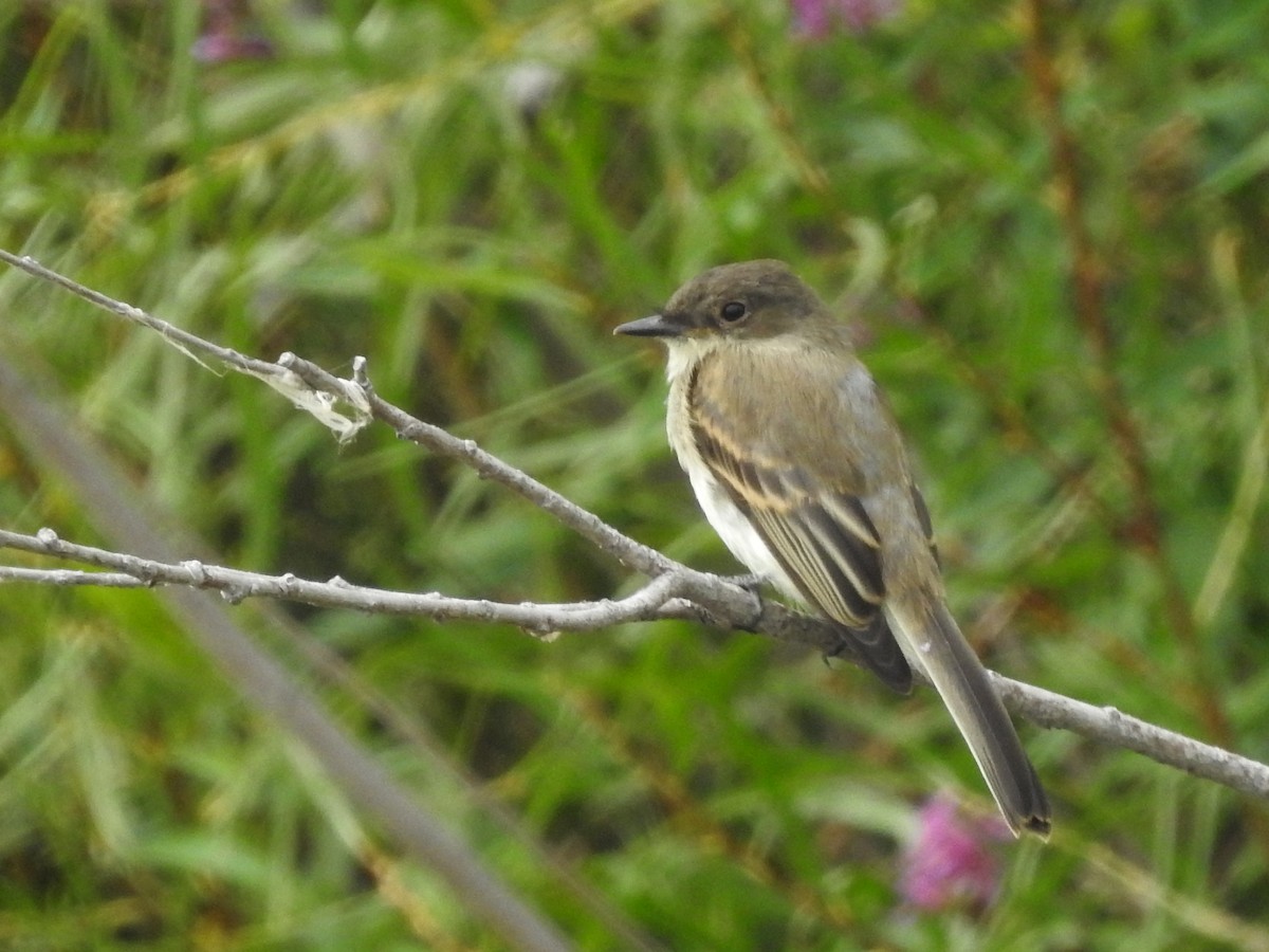 Eastern Phoebe - ML641714601