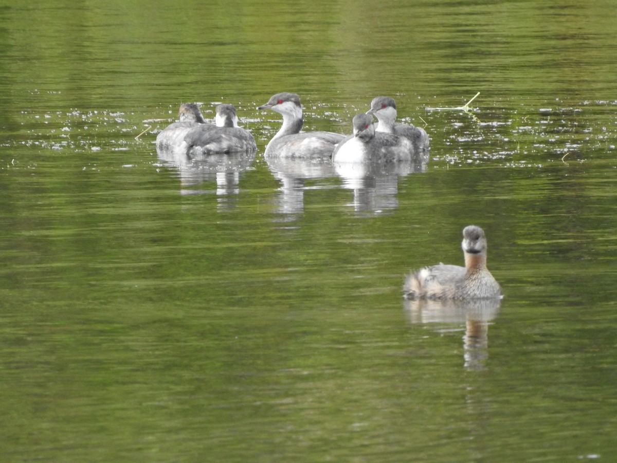 Pied-billed Grebe - ML641714628