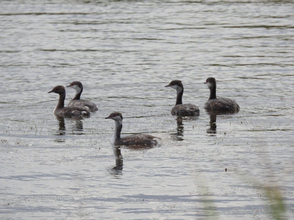 角鸊鷉 - ML641714631