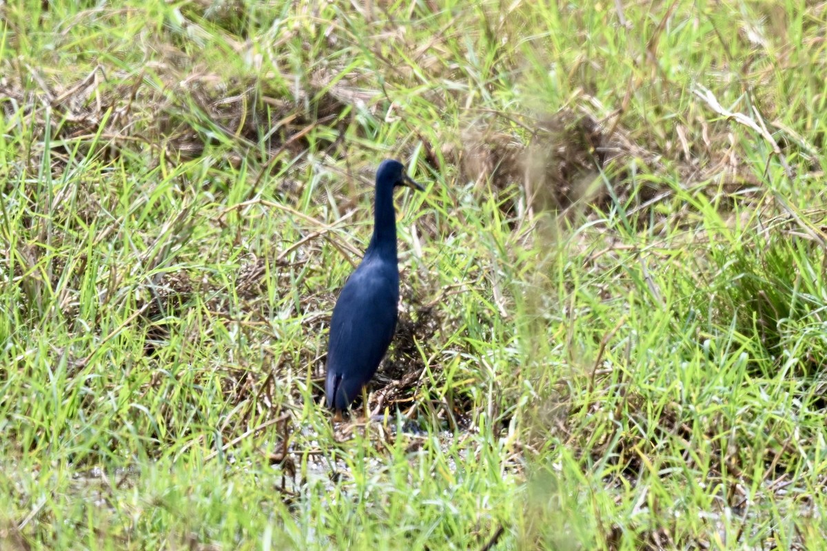 Rufous-bellied Heron - ML641714717