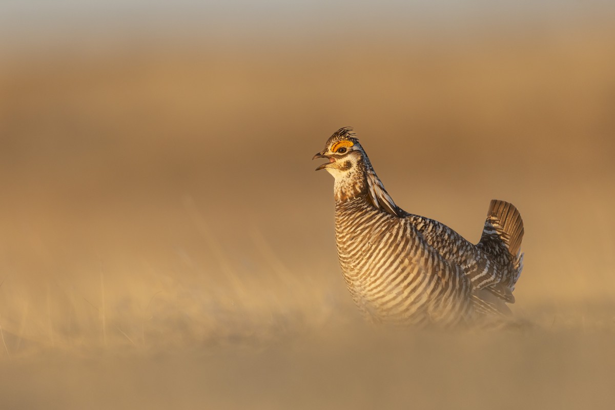 Greater Prairie-Chicken - ML641714770