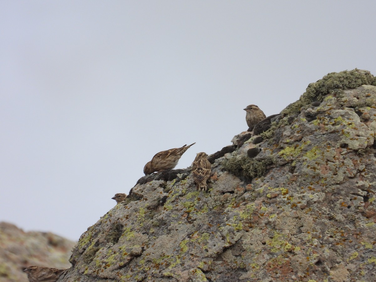 Rock Sparrow - ML641714817