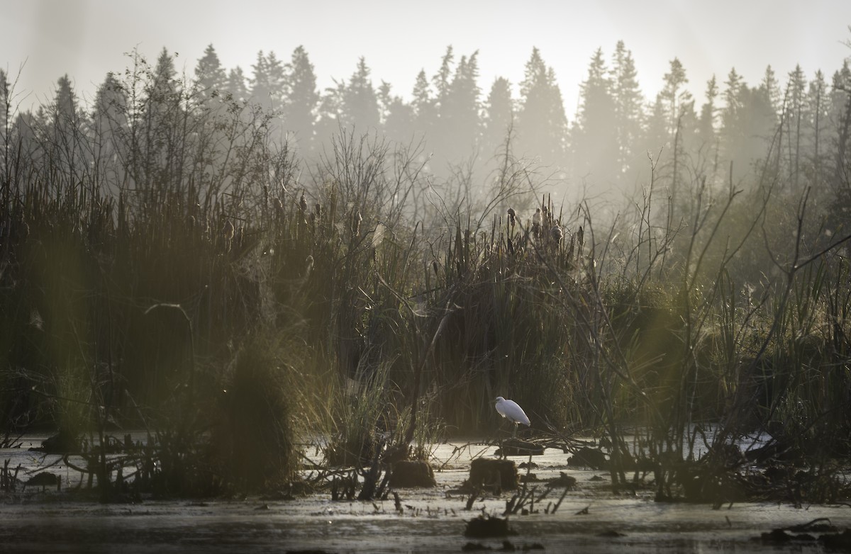 Little Blue Heron - ML641714854
