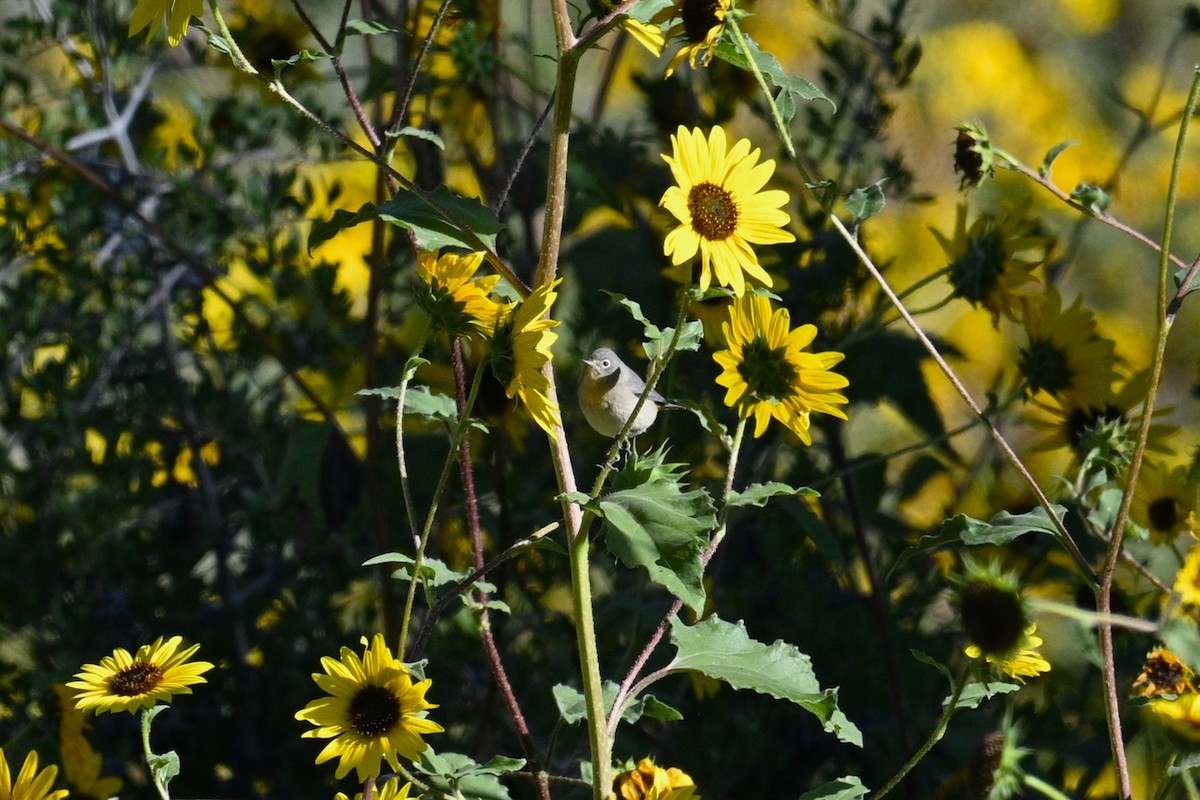 pinjeparula - ML641714878