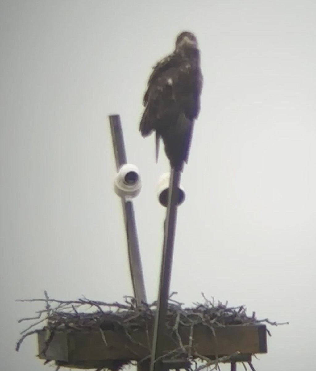 Bald Eagle - ML641714977