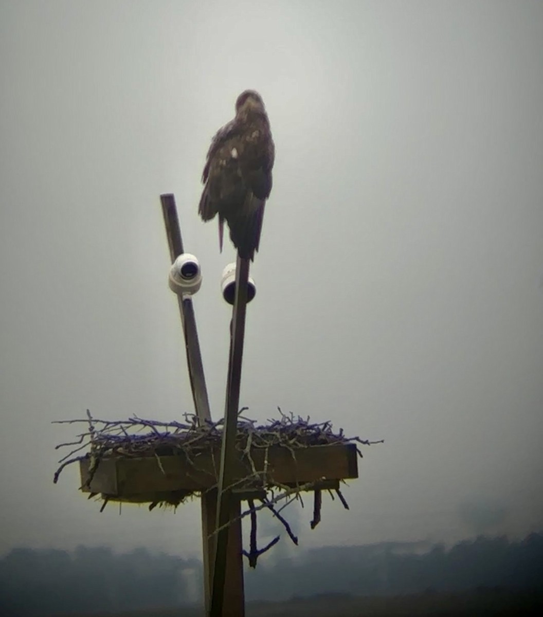 Bald Eagle - ML641714978
