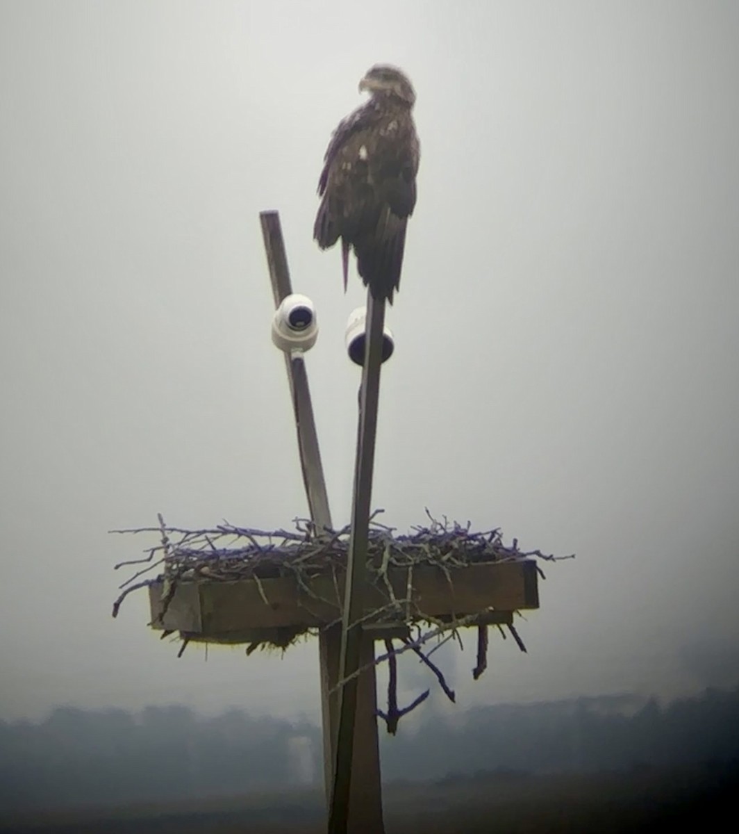 Bald Eagle - ML641714979