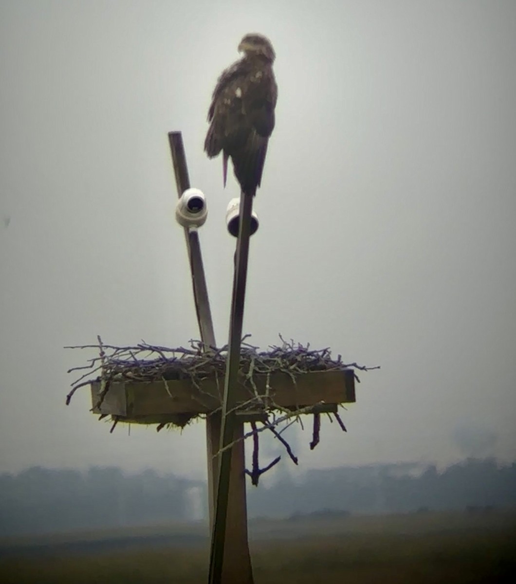 Bald Eagle - ML641714980