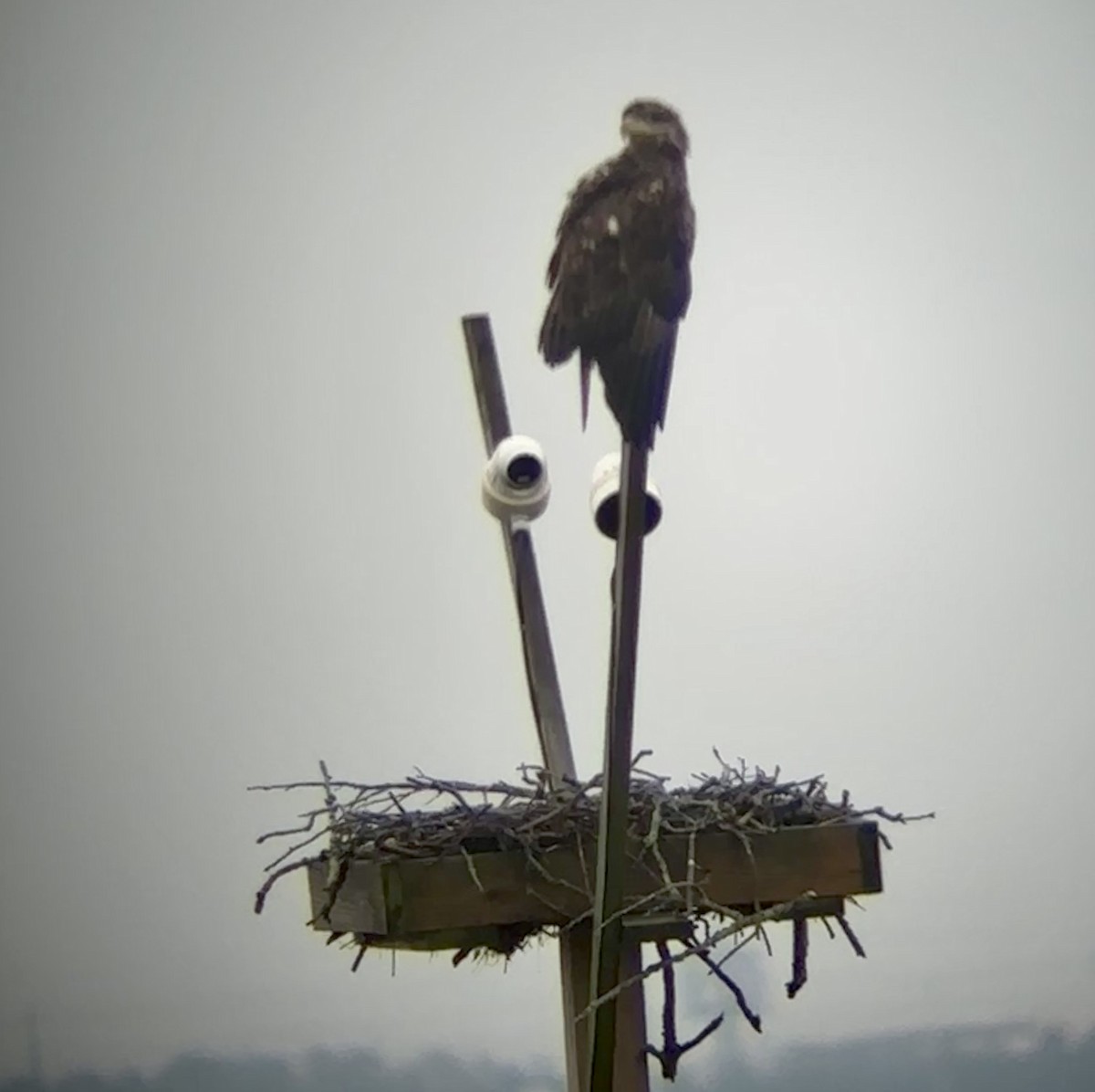Bald Eagle - ML641714981