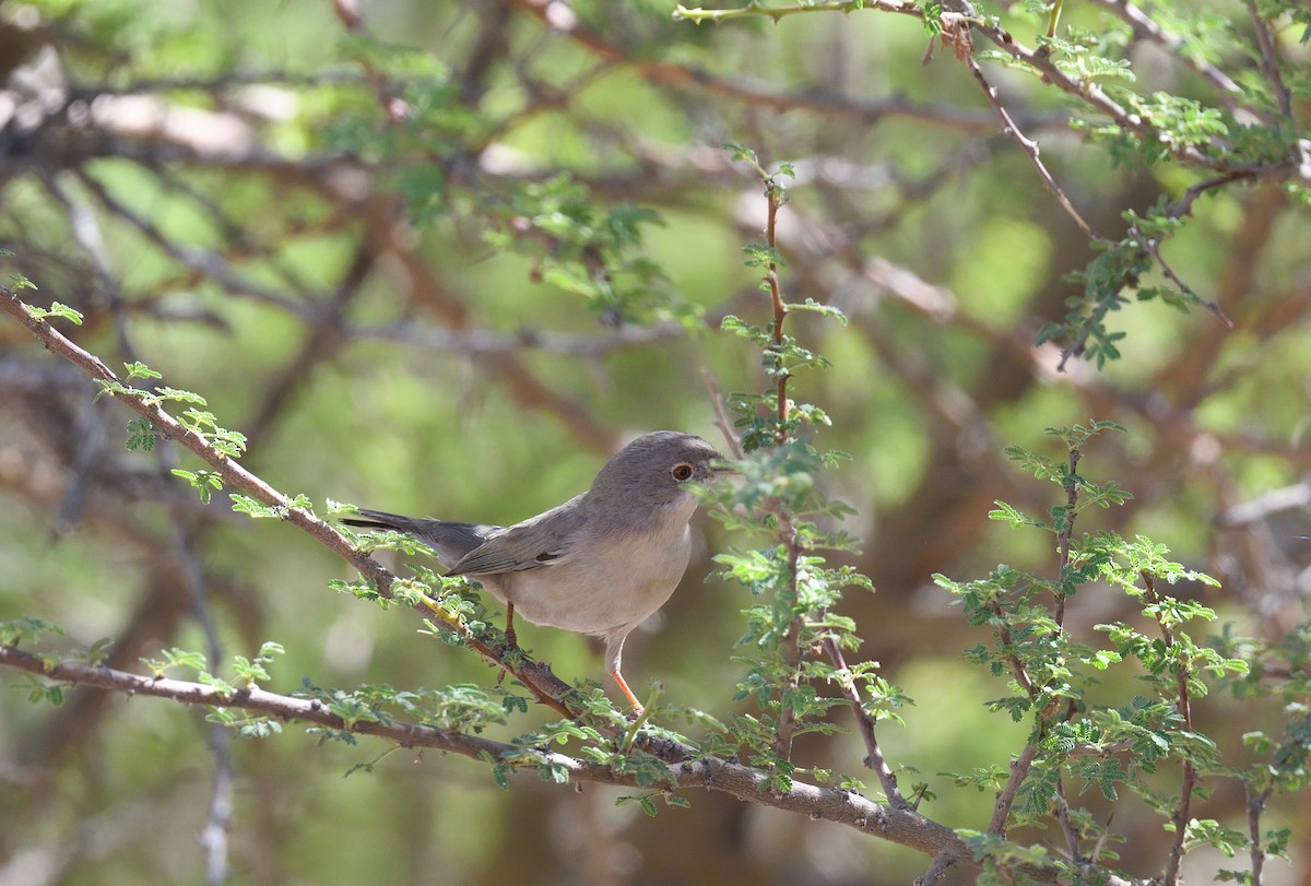 Menetries's Warbler - ML641714989