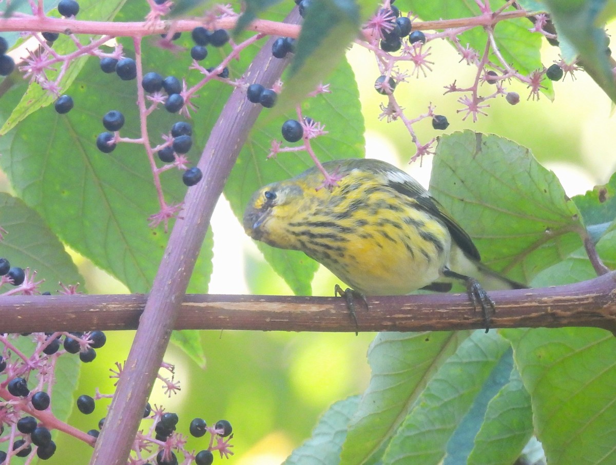 Cape May Warbler - ML641715067