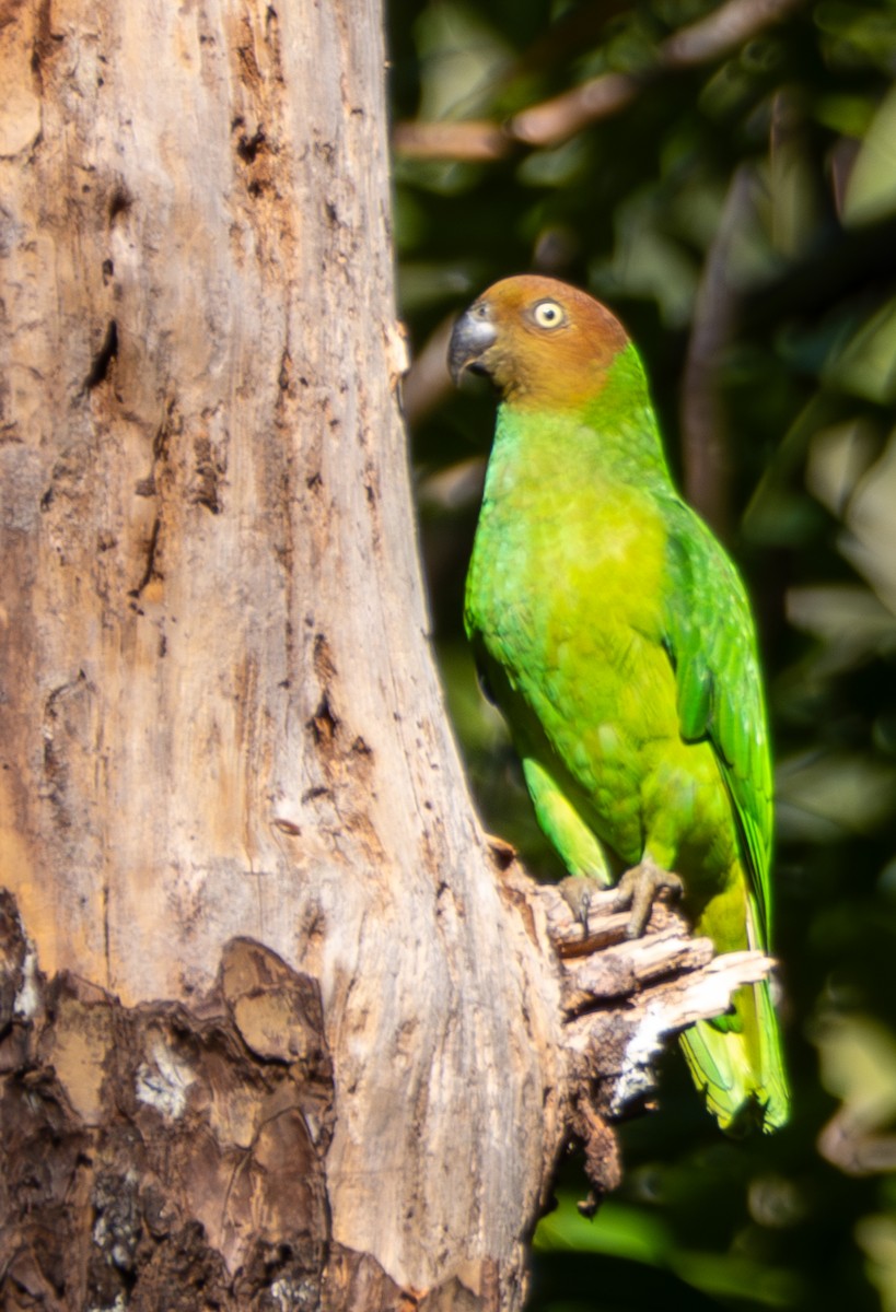 Red-cheeked Parrot - ML641715089