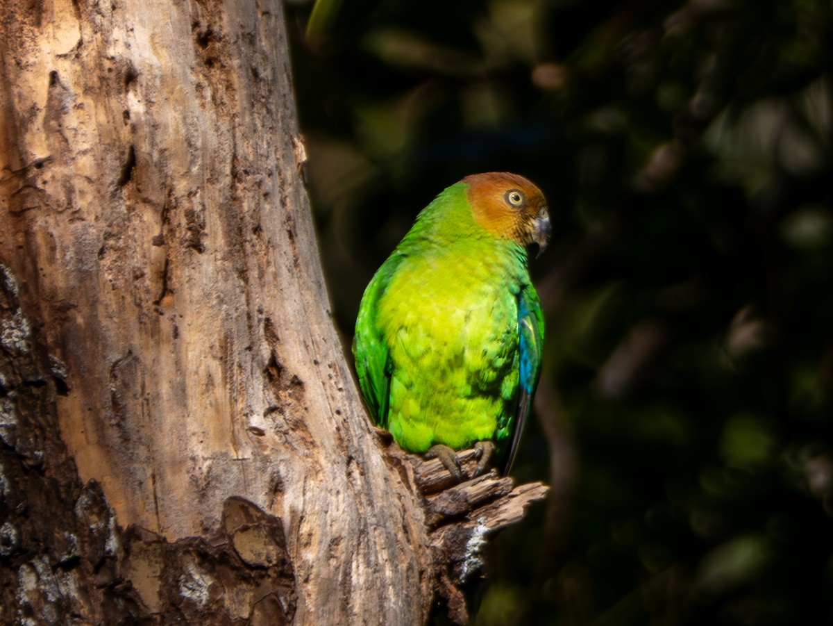 Red-cheeked Parrot - ML641715090