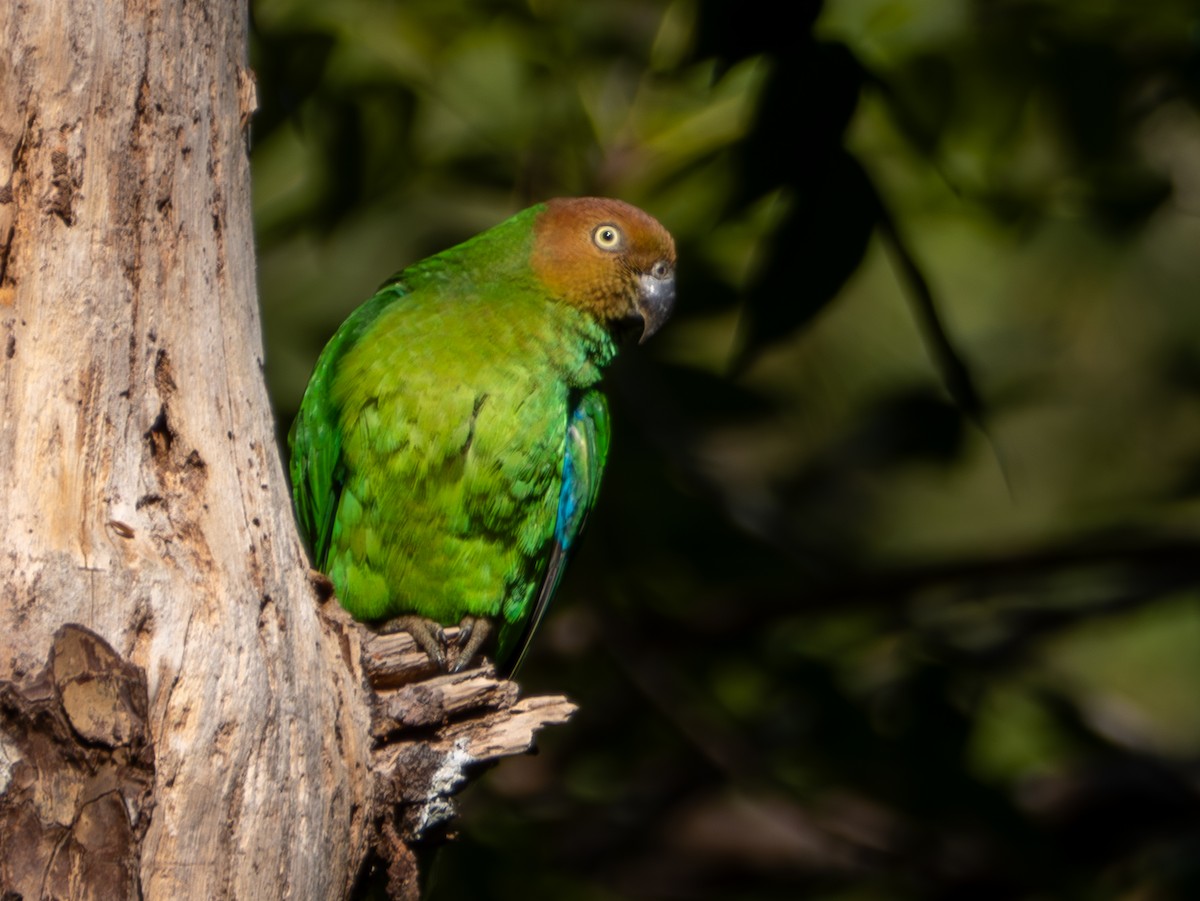 Red-cheeked Parrot - ML641715091