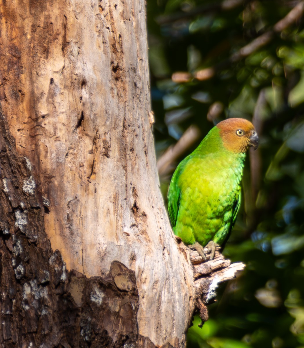 Red-cheeked Parrot - ML641715092