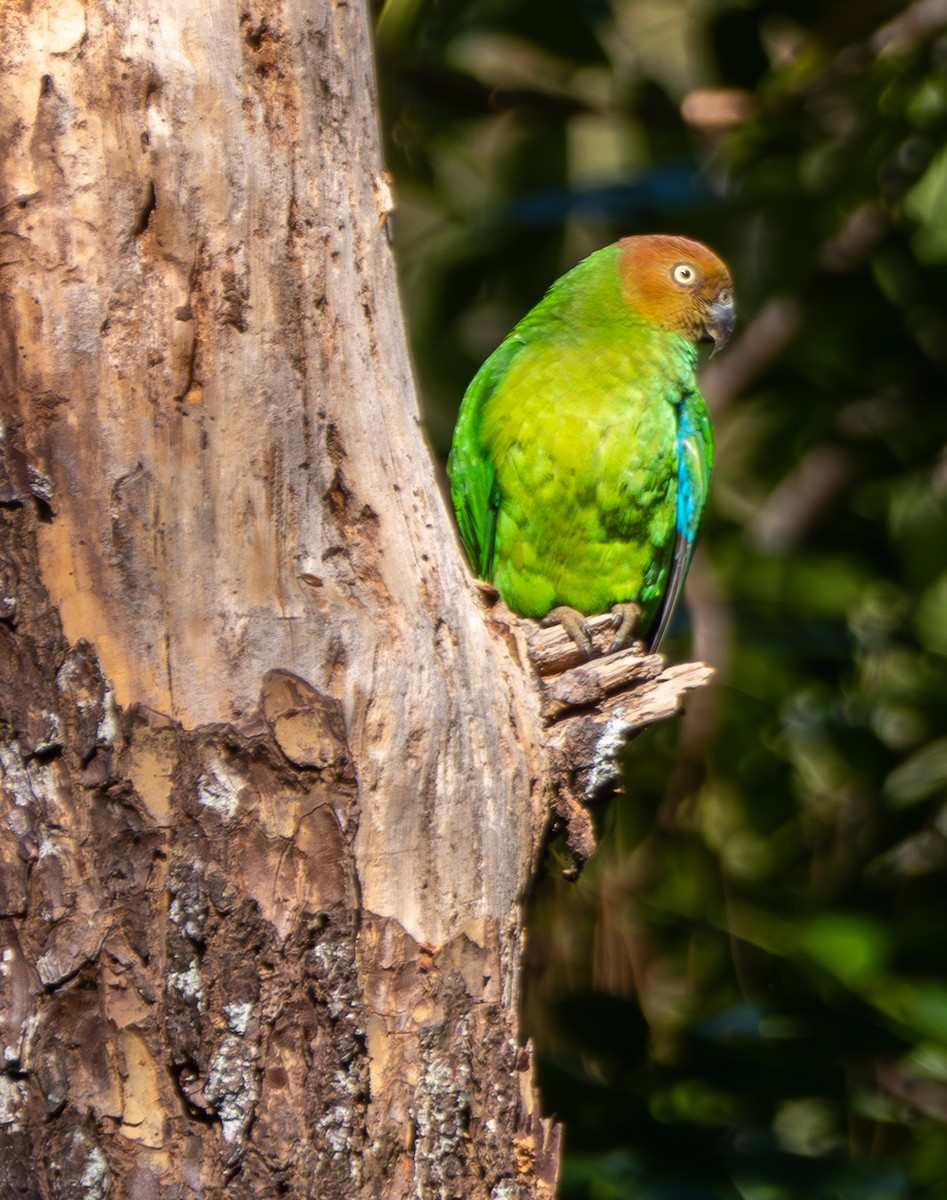 Red-cheeked Parrot - ML641715096