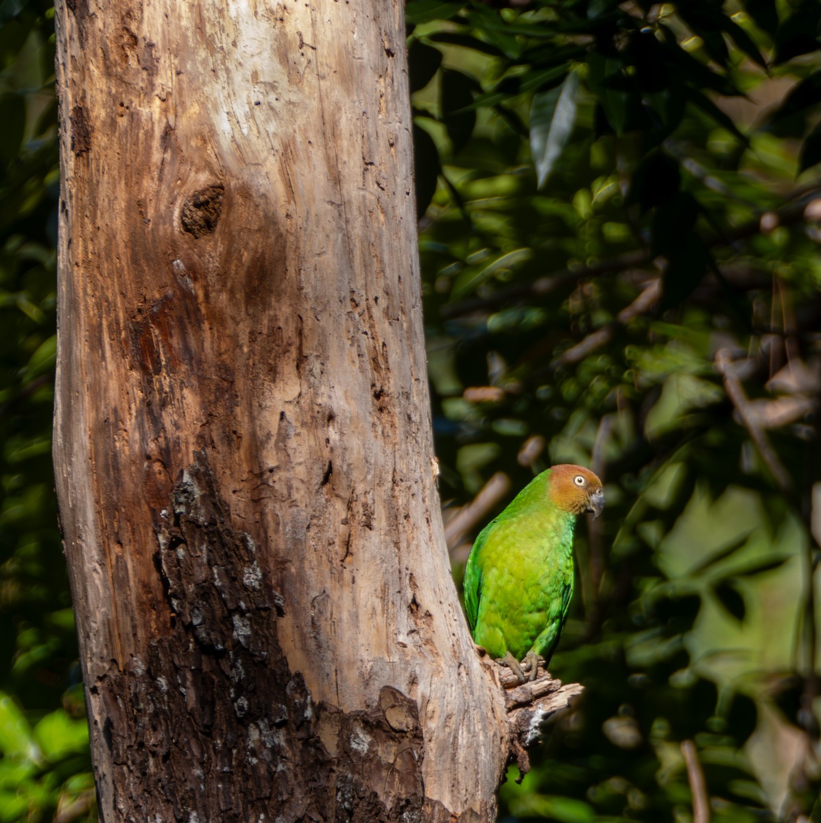 Red-cheeked Parrot - ML641715097