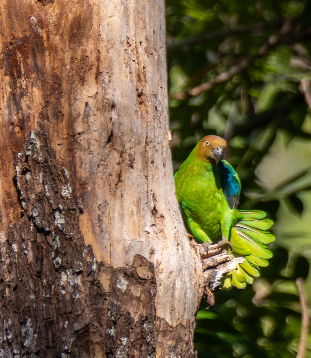 Red-cheeked Parrot - ML641715098