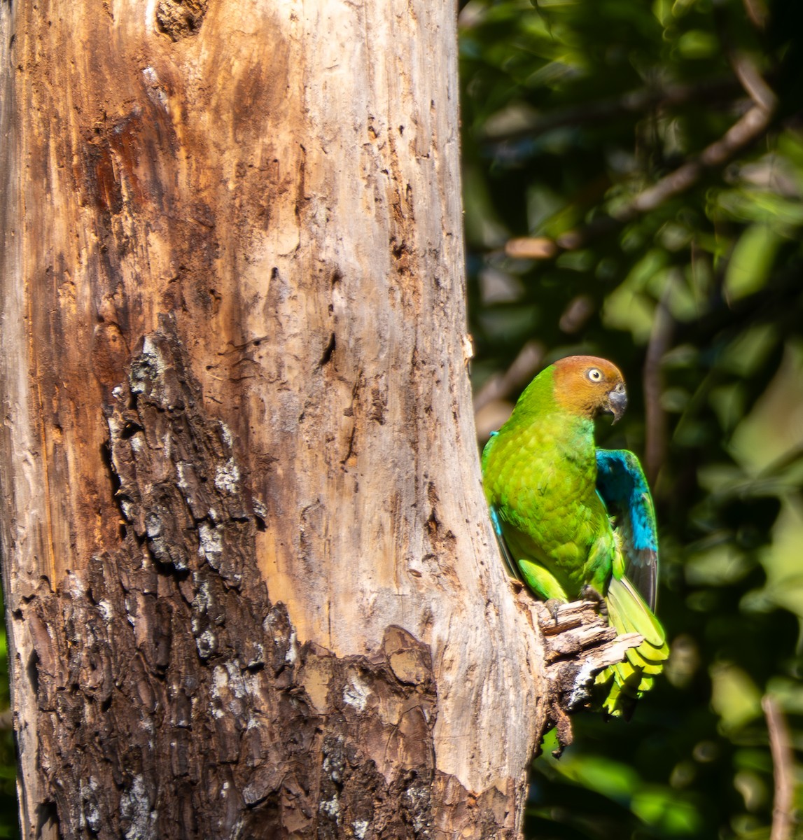 Red-cheeked Parrot - ML641715099