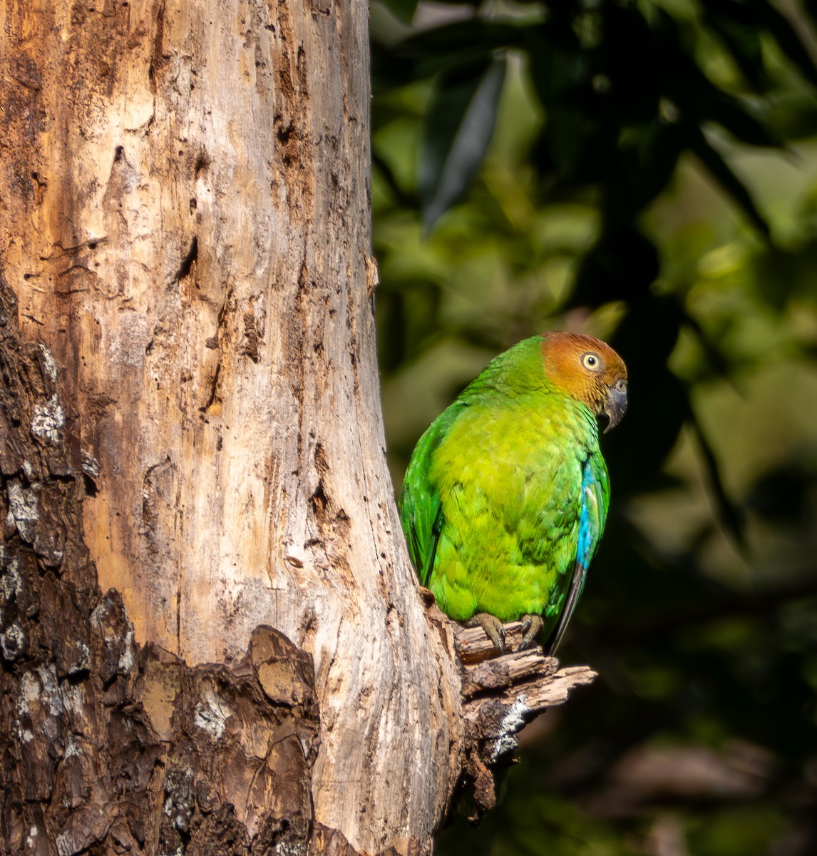 Red-cheeked Parrot - ML641715100
