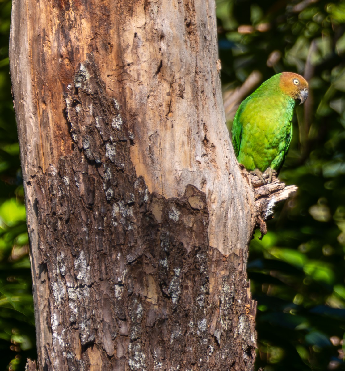 Red-cheeked Parrot - ML641715102