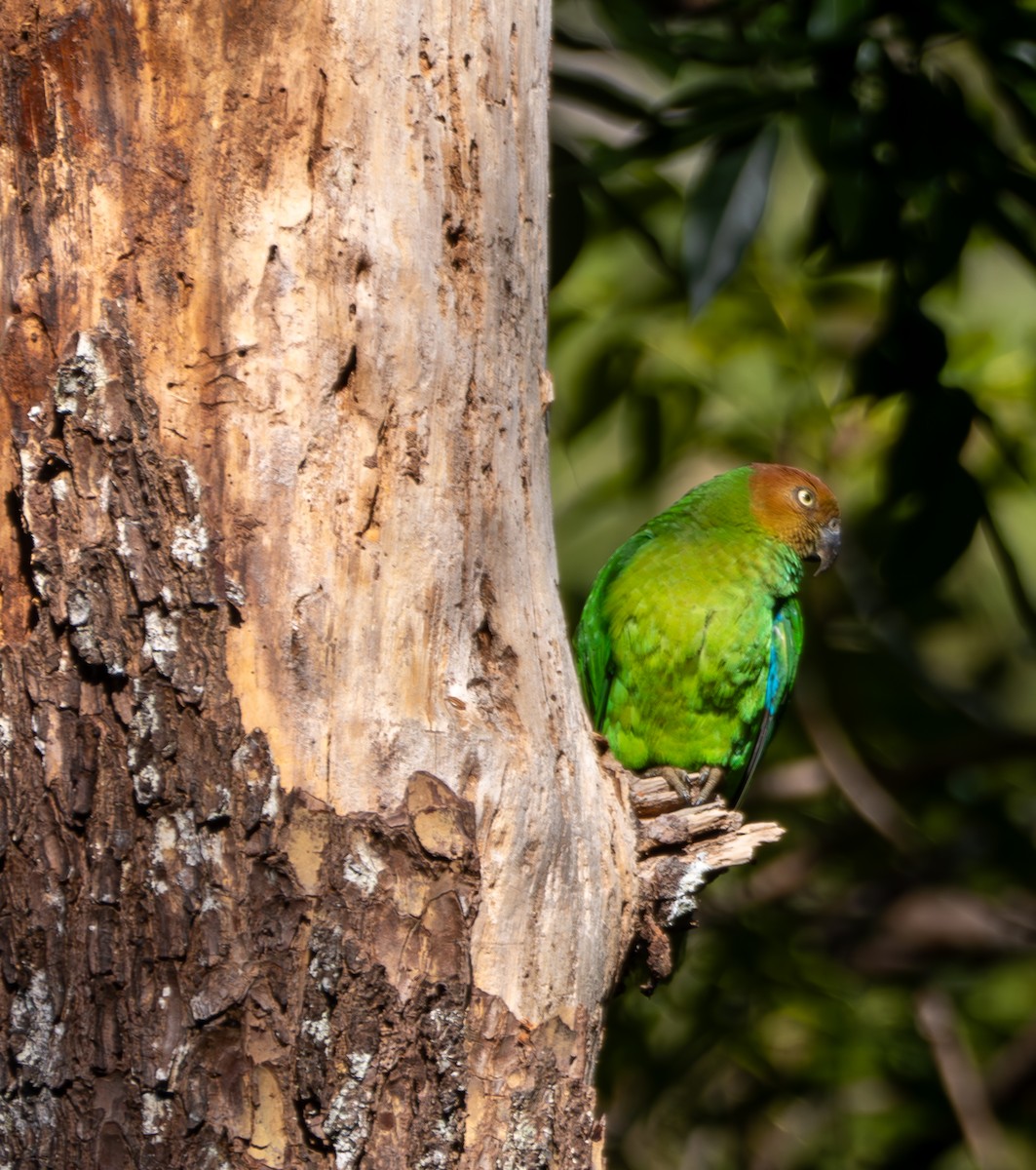 Red-cheeked Parrot - ML641715103