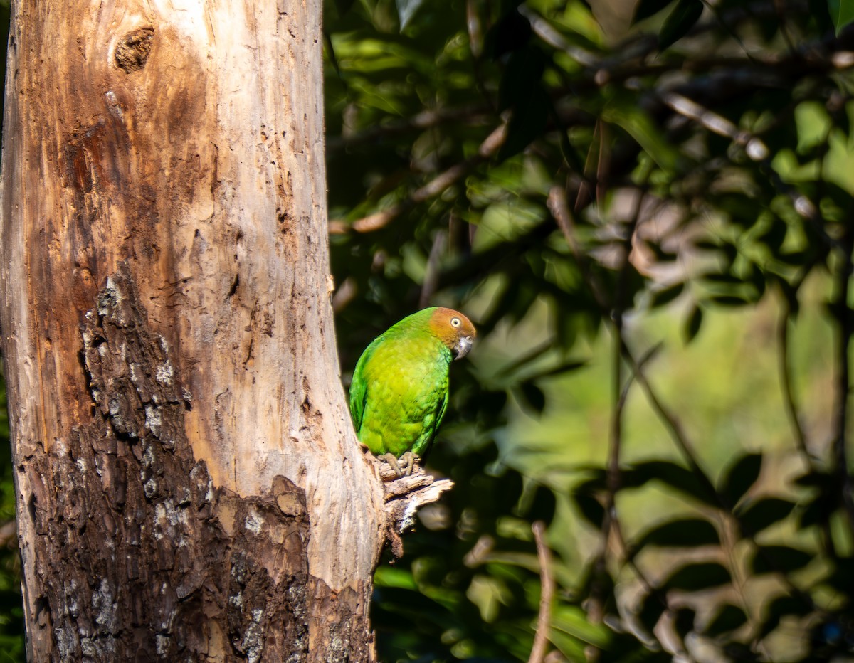 Red-cheeked Parrot - ML641715104