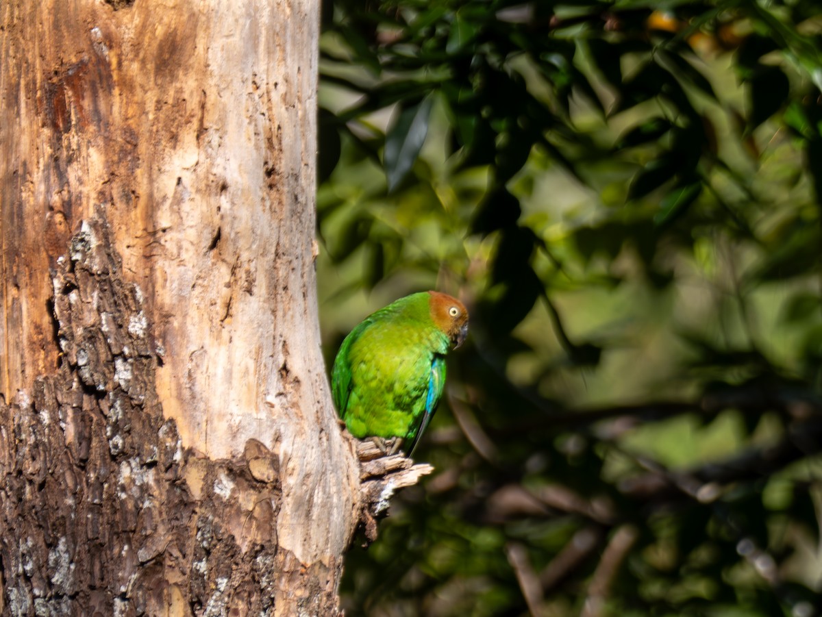 Red-cheeked Parrot - ML641715105