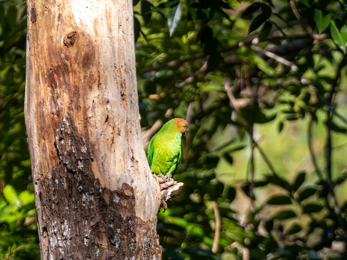 Red-cheeked Parrot - ML641715107