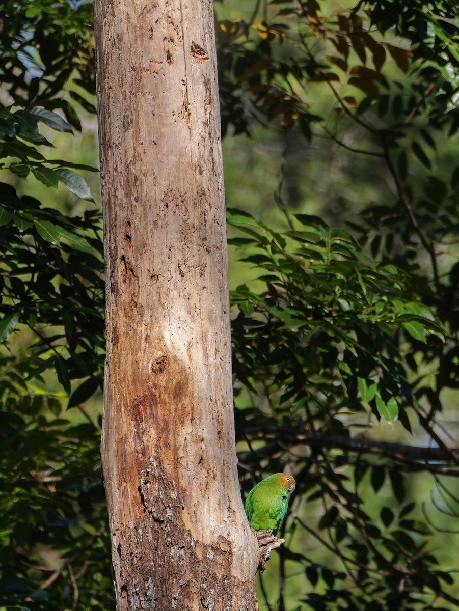 Red-cheeked Parrot - ML641715109