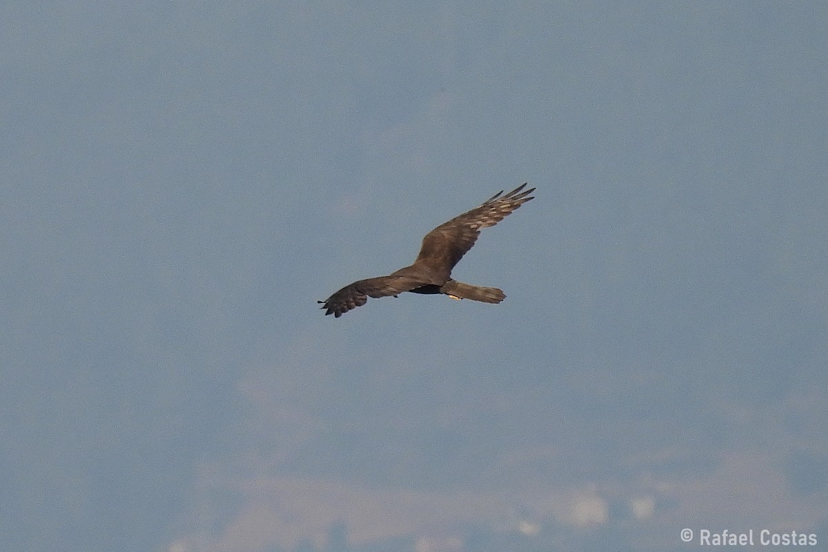 Montagu's Harrier - ML641715116