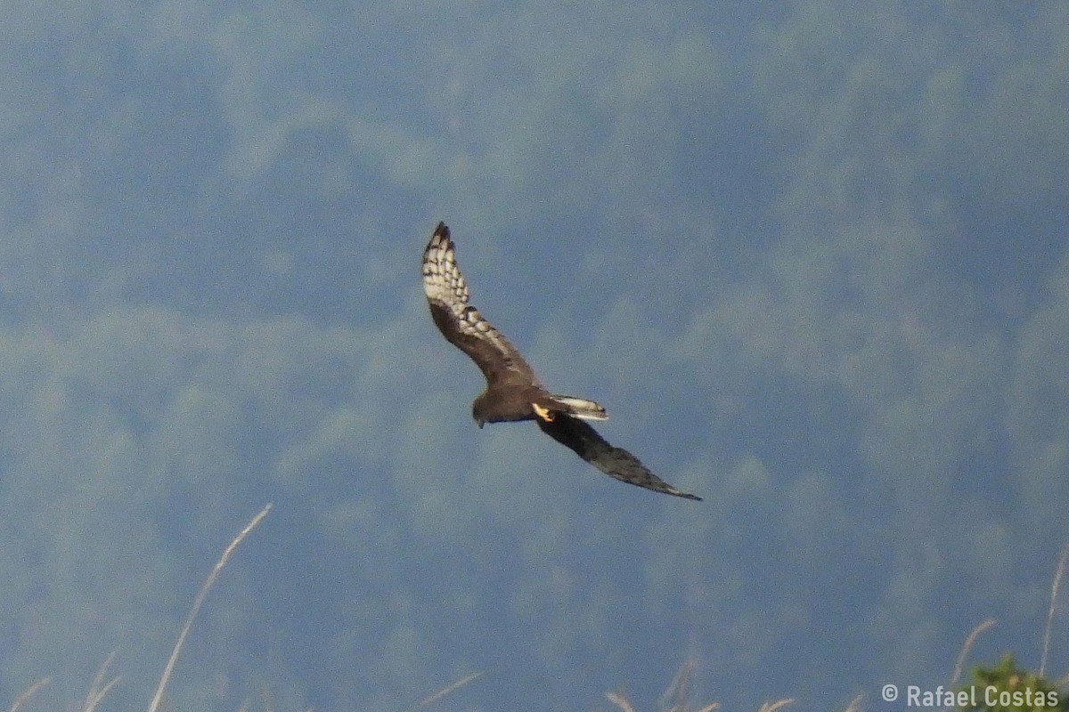 Montagu's Harrier - ML641715117