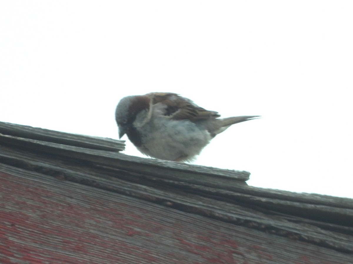 Moineau domestique - ML641715128