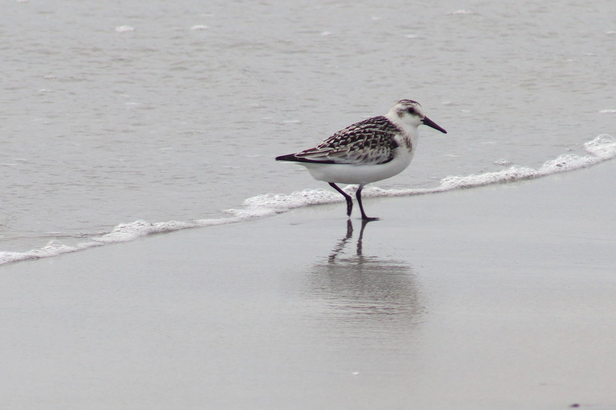 三趾濱鷸 - ML641715150