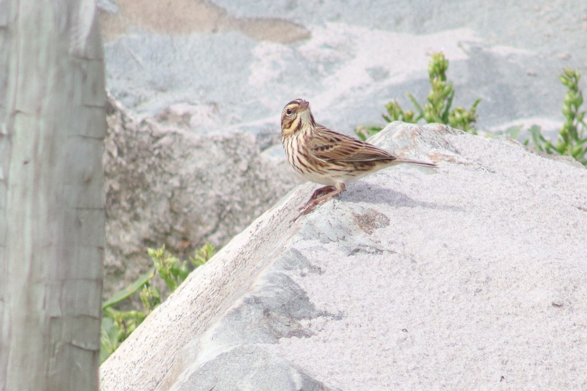 稀樹草鵐 - ML641715157