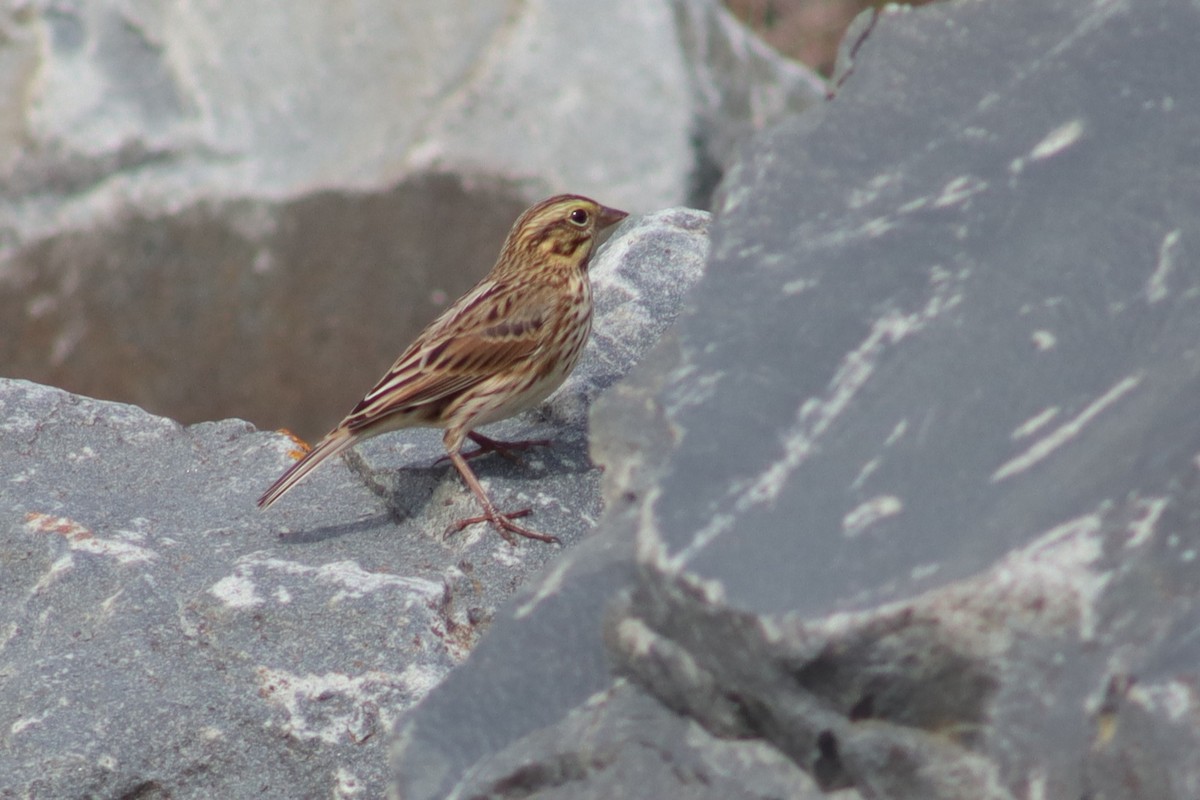 稀樹草鵐 - ML641715158