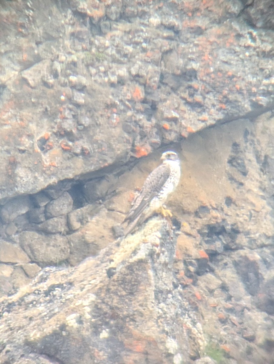Gyrfalcon - ML641715227