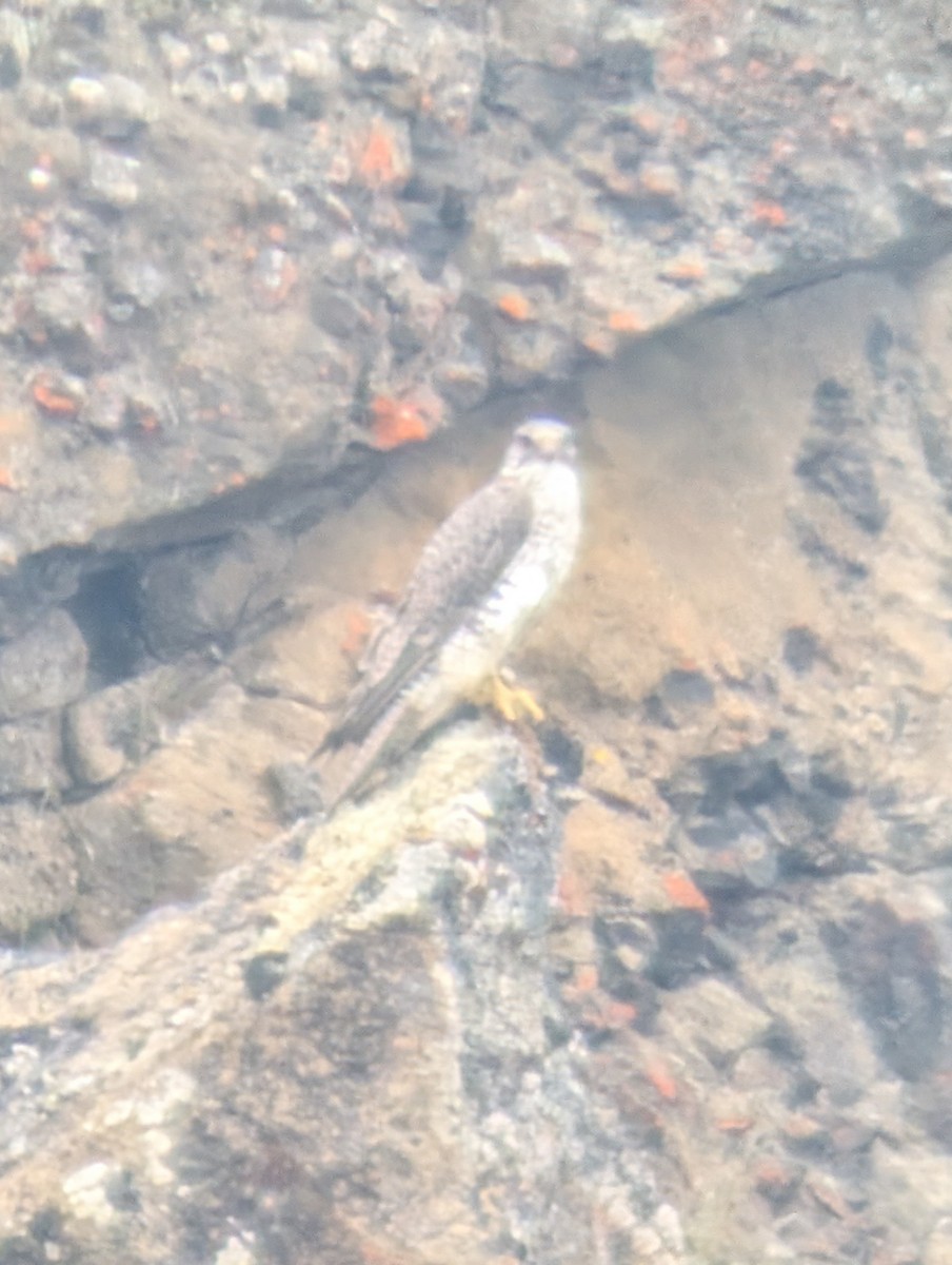 Gyrfalcon - ML641715228