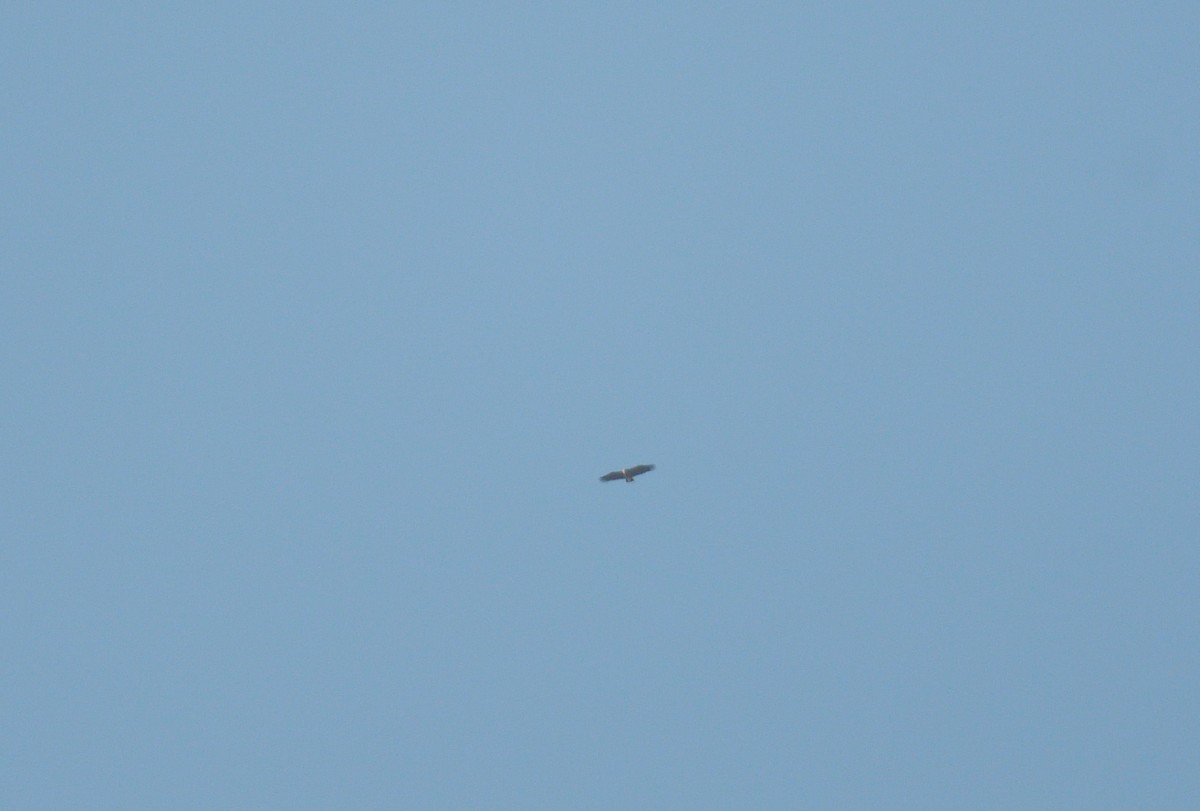 Lappet-faced Vulture - ML641715268