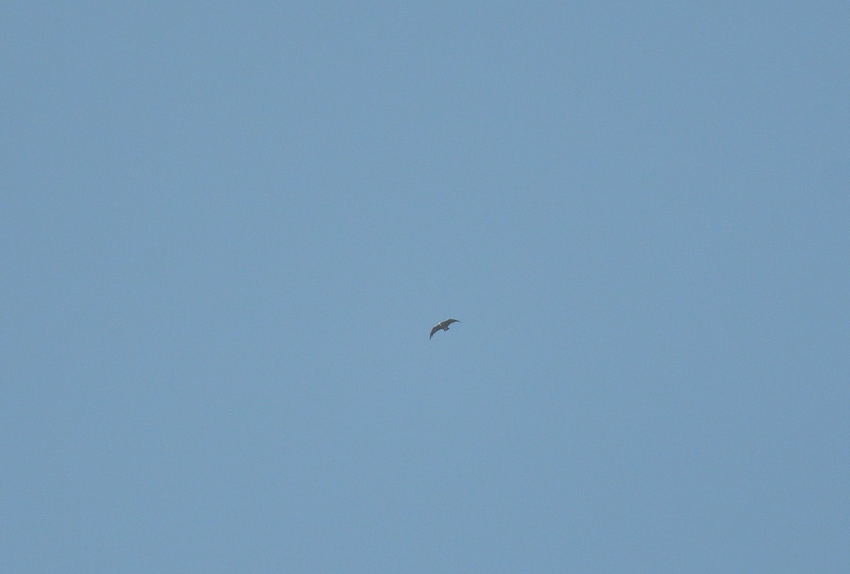 Lappet-faced Vulture - ML641715269