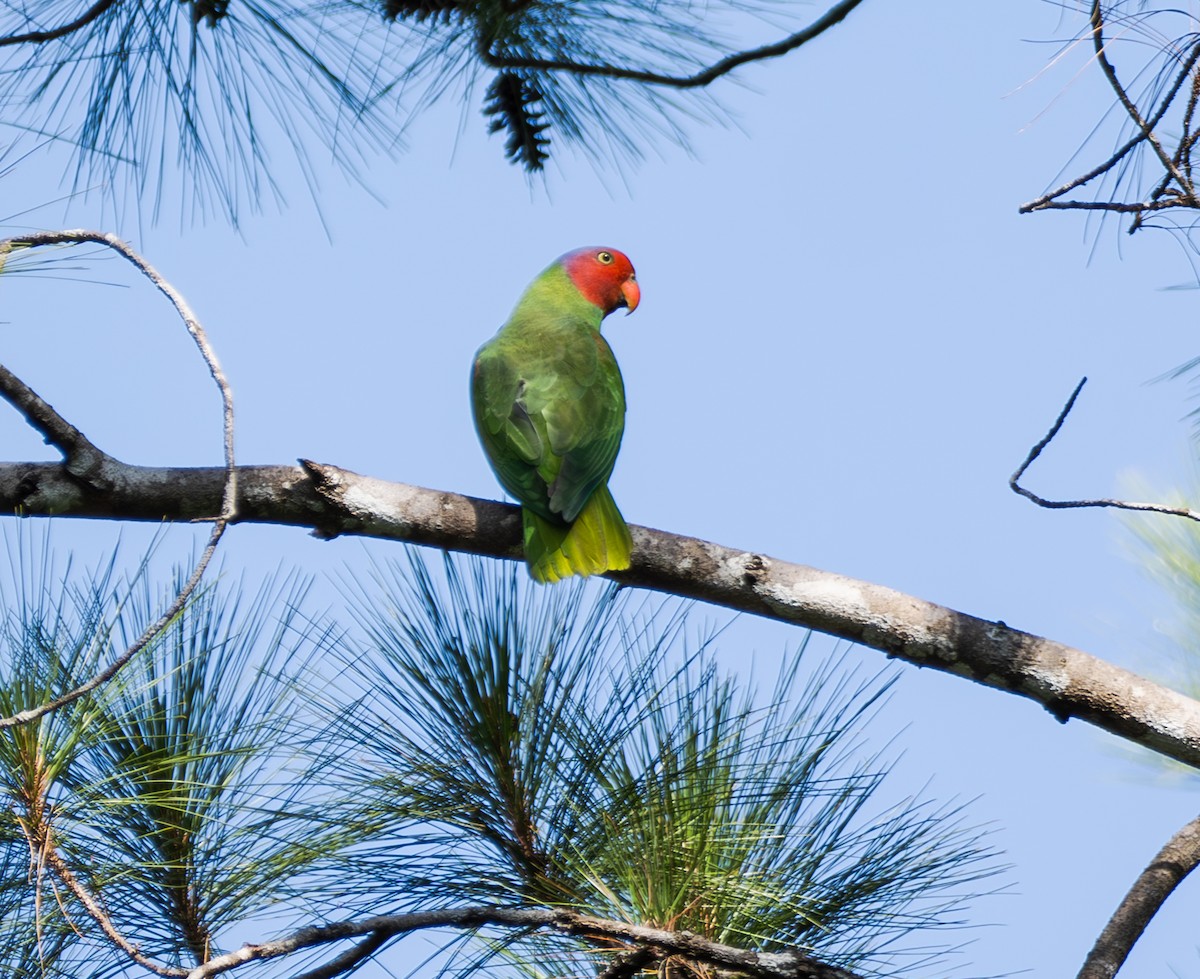 Red-cheeked Parrot - ML641715270