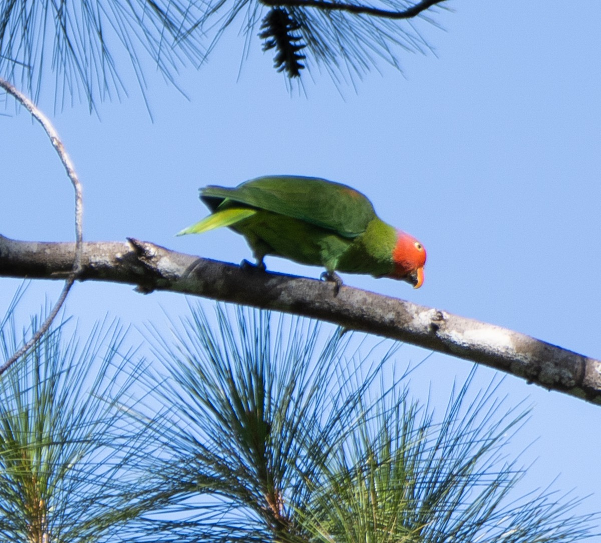 Red-cheeked Parrot - ML641715271