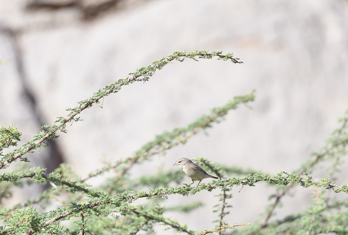 Plain Leaf Warbler - ML641715276