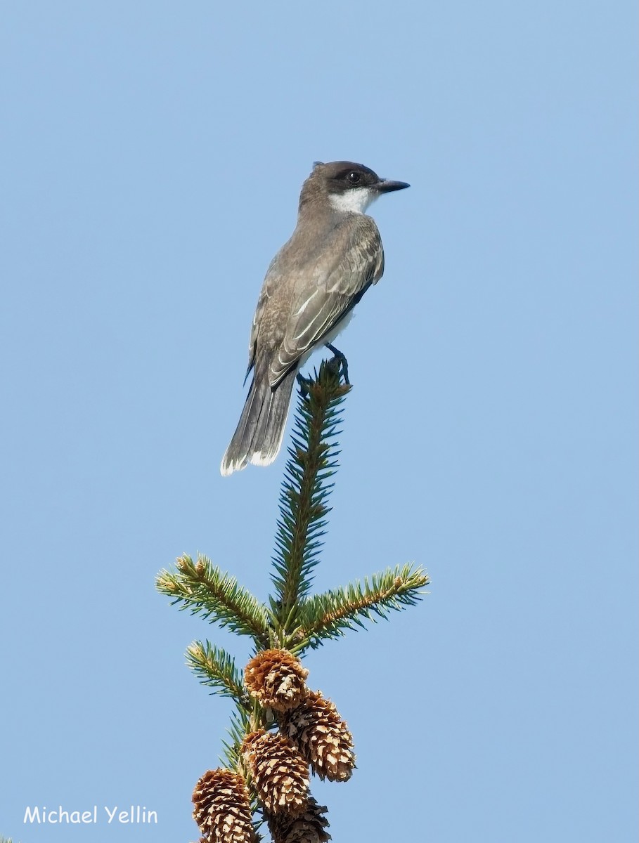 Eastern Kingbird - ML641715292