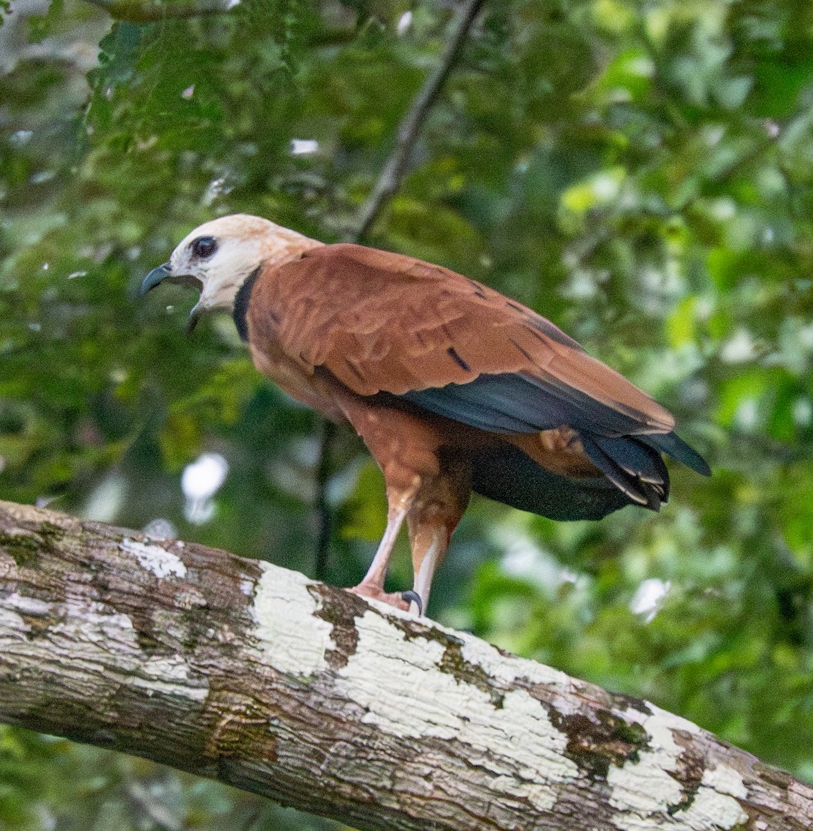 Black-collared Hawk - ML641715317