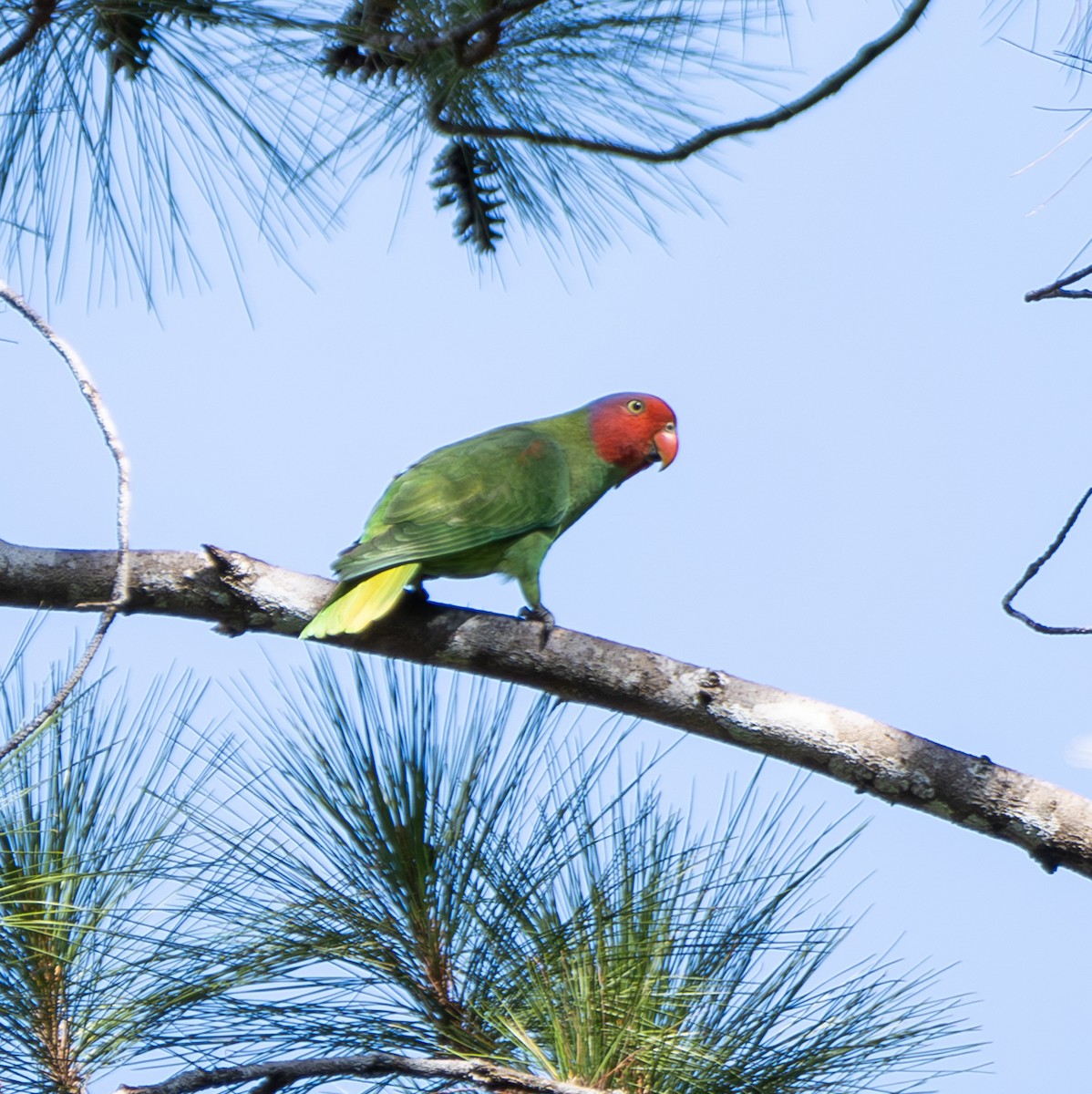 Red-cheeked Parrot - ML641715318
