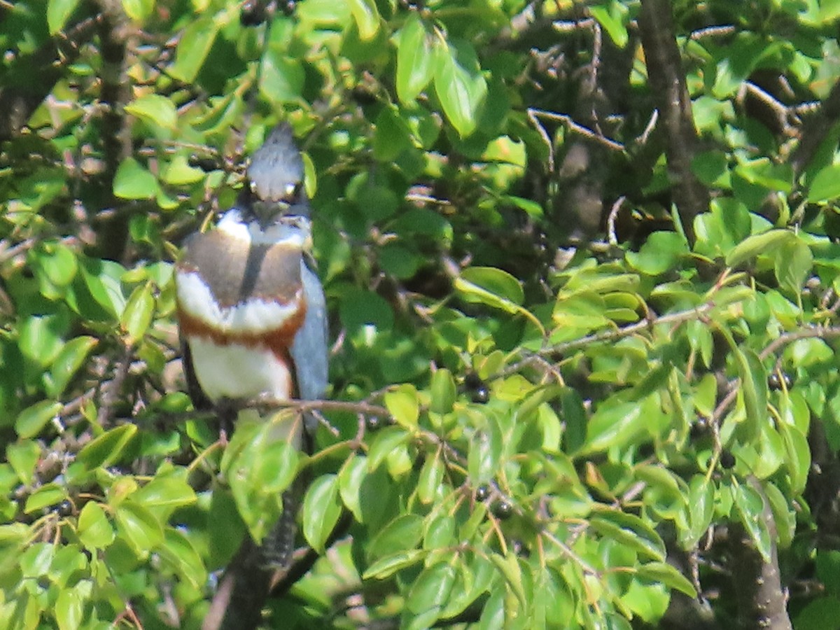 Belted Kingfisher - ML641715416