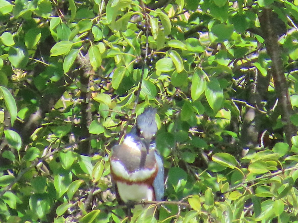 Belted Kingfisher - ML641715430