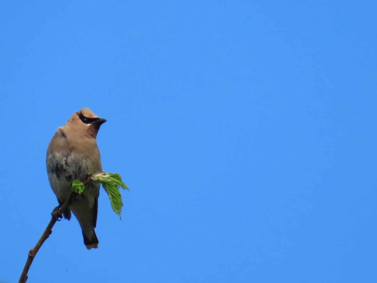 Cedar Waxwing - ML641715445