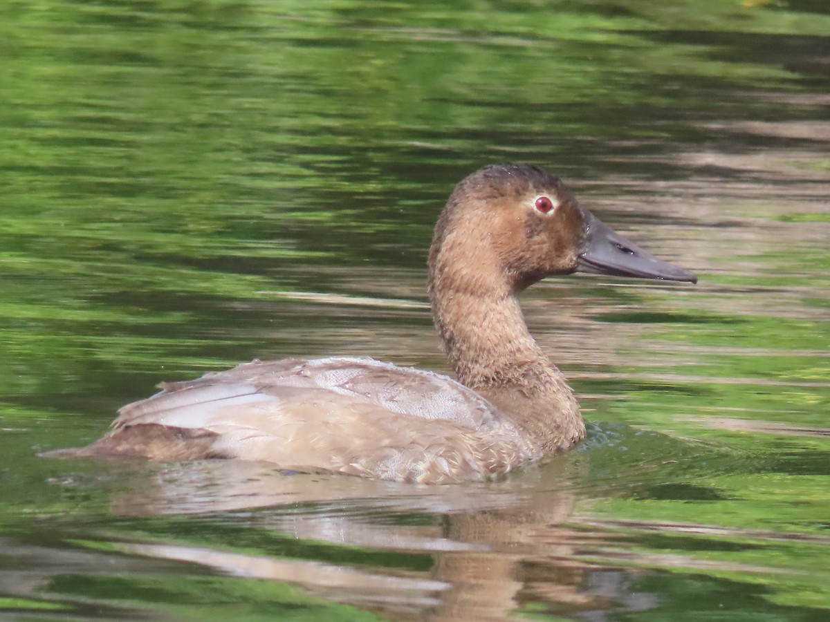 Canvasback - ML641715500